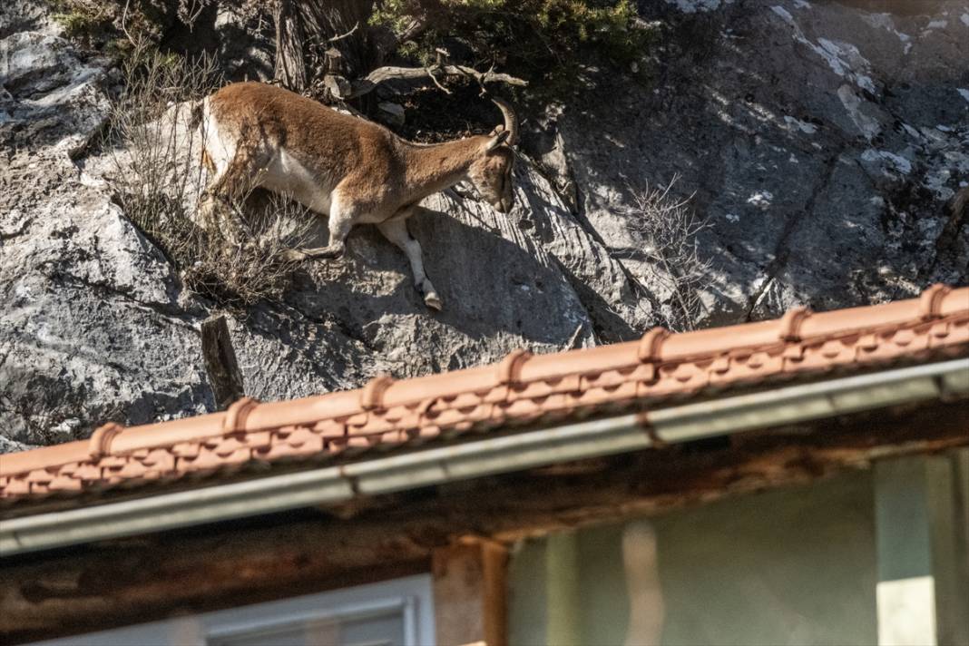 Konya sınırındaki Anadolu’nun en ürkütücü dağından misafir geldi 15